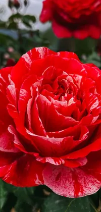 This Taiwan-inspired phone live wallpaper features a close-up view of a beautiful red rose with green leaves