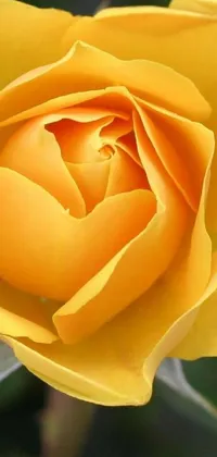 flower  Live Wallpaper