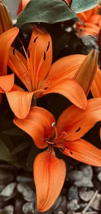 Flower Plant Orange Live Wallpaper