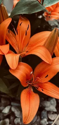 Flower Plant Orange Live Wallpaper