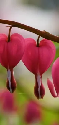 Flower Plant Pacific Bleeding Heart Live Wallpaper
