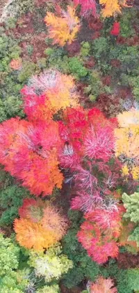 Adorn your phone with a visually captivating live wallpaper of a vibrant forest