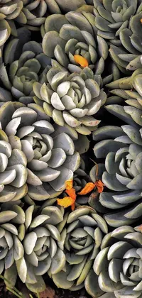 This stunning live wallpaper for your phone showcases a close-up shot of intricate succulent plants on a soft grey-orange background