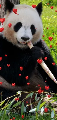 Flower Plant Panda Live Wallpaper