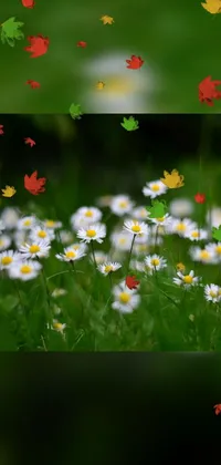 Flower Plant People In Nature Live Wallpaper