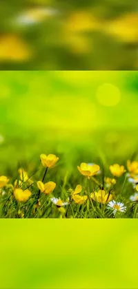 This mobile wallpaper features a stunning field full of yellow and white flowers that create a beautiful natural setting