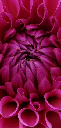 This live phone wallpaper captures the stunning beauty of a pink flower with incredible detail