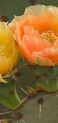 This phone live wallpaper showcases gorgeous digital artwork of two cactus flowers in Tucson, Arizona