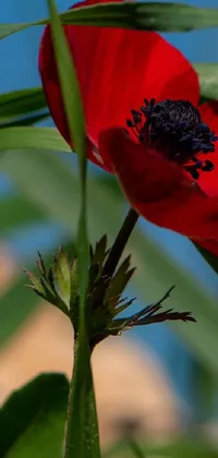 This live wallpaper features a red anemone flower on a green field with hay bales in the sunny background
