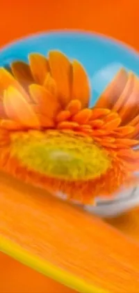 This phone live wallpaper features a vibrant orange background with a close-up of a floral subject