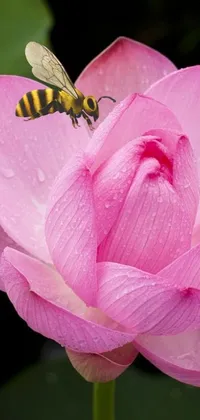 This live phone wallpaper features a detailed image of a bee perched on a pink lotus flower