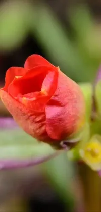 This live wallpaper features a synchromism close-up of a red flower bud, with hues of pink and orange blending seamlessly together