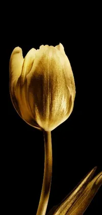 This live phone wallpaper showcases a beautiful yellow tulip against a black background