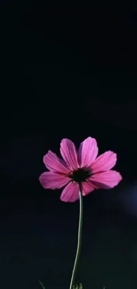 This minimalist phone live wallpaper features a single pink flower against a black background