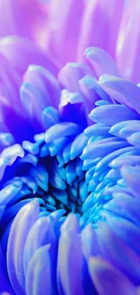 Enhance your phone's display with this stunning live wallpaper featuring a beautiful chrysanthemum flower in shades of purple and blue