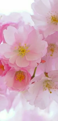 This phone wallpaper depicts a stunning close-up view of pink flowers - showcasing sakura blossoms symbolizing fleeting beauty