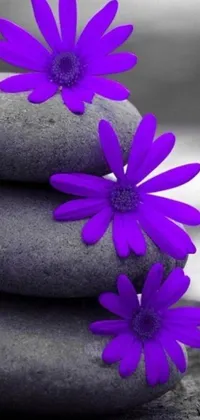 This stunning live wallpaper features a stack of natural rocks topped with elegant purple flowers