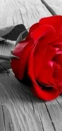 This phone live wallpaper showcases a stunning red rose on a wooden table in a romantic black, white, and red color palette