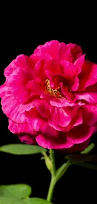 This close-up phone live wallpaper showcases a beautifully detailed pink flower with vibrant petals growing out of a rose bush on a black background
