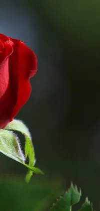 This live phone wallpaper showcases an exquisite red rose with green leaves