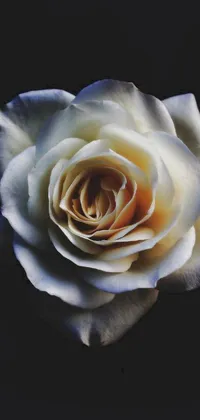 This phone live wallpaper showcases a close-up shot of a stunning white rose known as Grace Polite, set against a dark black background