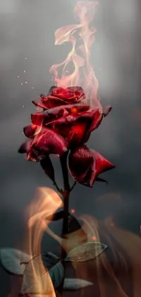 This trending phone live wallpaper features a stunning red rose with smoke effects and a body made of flames