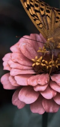 This phone live wallpaper features a beautiful butterfly resting on a pink flower