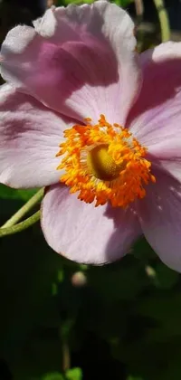 Featuring a stunning close up of a pink flower with yellow stamen, this live wallpaper is a must-have for nature lovers