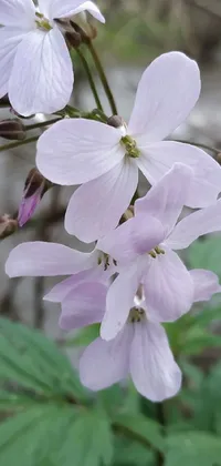This phone live wallpaper features a beautiful, close-up view of a violet polsangi flower by a stream during early spring