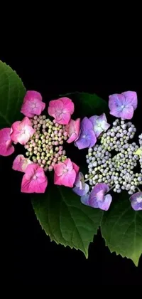 This phone live wallpaper features a stunning colorized photograph of a hydrangea flower on a black background
