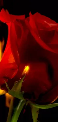 This stunning phone wallpaper features a close up photograph of a red rose with flickering flames in the background, creating a passionate and romantic atmosphere perfect for those intimate moments