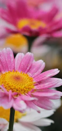 This phone live wallpaper boasts a picturesque field of charming pink and white chrysanthemum flowers with vivid yellow centers