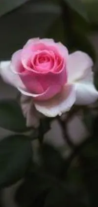 This stunning phone live wallpaper showcases a close-up of a pink rose and green leaves in high-quality