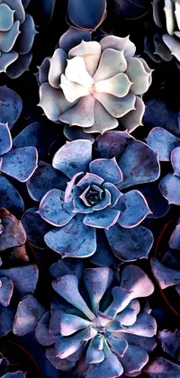 Get this unique phone live wallpaper featuring a stunning image of stacked succulents