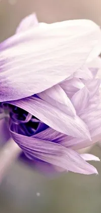 This live wallpaper showcases a beautiful close up shot of a purple flower with a blurry background