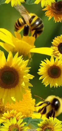 Sunflowers and bees Live Wallpaper