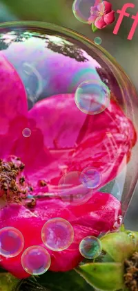 Decorate your phone screen with this mesmerizing phone live wallpaper that depicts a macro-shot of a colorful flower gripped inside a translucent bubble