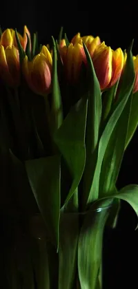 This gorgeous live wallpaper features a captivating bouquet of yellow and red tulips in a glass vase, against a black backdrop