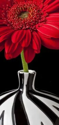 Enjoy the beauty of nature with our stunning live wallpaper featuring a red flower in a black and white vase