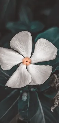 Mobile live wallpaper featuring a white flower with a hurt expression, photographed up-close and lying on a green plant