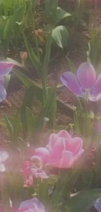 This live phone wallpaper is a digital rendering of pink and purple flowers in a garden