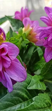 This stunning phone live wallpaper features a close-up of purple dahlias and other colorful flowers surrounded by lush green leaves