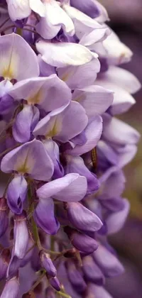 This phone live wallpaper boasts an exquisite image of purple flowers hanging from a tree