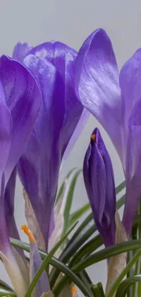 This live phone wallpaper showcases stunning purple flowers in a vase with extremely long petals - perfect for early spring
