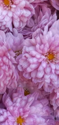 This stunning Pink Flower Live Wallpaper features a close-up photograph of pink chrysanthemum flowers