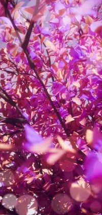 This phone live wallpaper features a captivating close-up of a tropical tree that boasts leaves in a stunning shade of purple