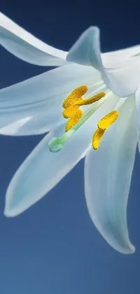 This mobile live wallpaper features a stunning close-up view of a white lily flower against a blue background
