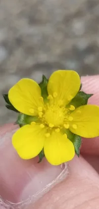 This phone live wallpaper features a stunning highly detailed image of a small yellow flower resting on a finger