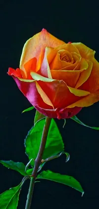 Looking for a whimsical live wallpaper to jazz up your phone's home screen? Look no further than this stunning image of a single yellow and orange rose with green leaves against a black background