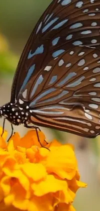 This stunning phone live wallpaper showcases a close-up of a beautiful butterfly resting on a colorful flower
